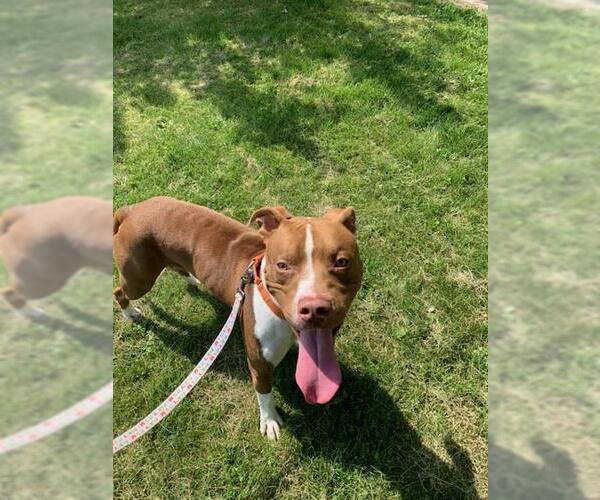 Medium Photo #2 American Pit Bull Terrier Puppy For Sale in Center Township, PA, USA