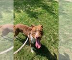 Small #1 American Pit Bull Terrier