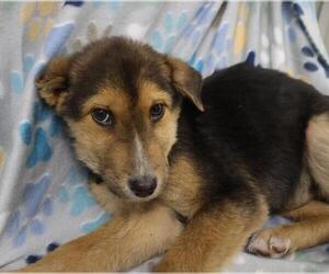 Mutt Dogs for adoption in Thief River Falls, MN, USA