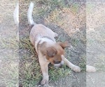 Small Photo #21 Australian Cattle Dog Puppy For Sale in SYLMAR, CA, USA