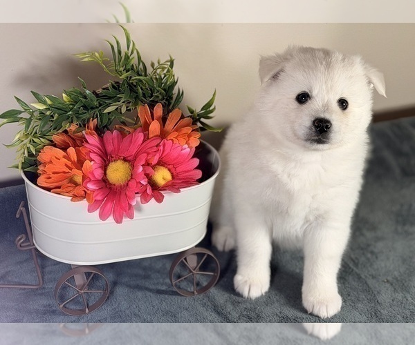 Medium Photo #3 Pomsky Puppy For Sale in DE SOTO, KS, USA