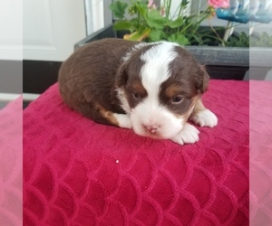 Aussiedoodle Miniature  Puppy for sale in SULLIVAN, IL, USA