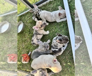 French Bulldog Puppy for Sale in MICANOPY, Florida USA