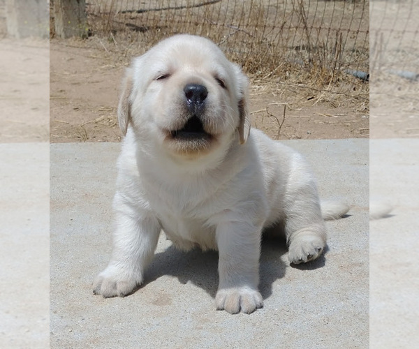 Medium Photo #1 Labrador Retriever Puppy For Sale in CALIENTE, CA, USA