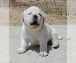 Labrador Retriever Puppy for sale in CALIENTE, CA, USA