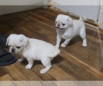 Small #17 Pug