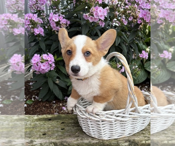 Medium Photo #3 Pembroke Welsh Corgi Puppy For Sale in MIDDLEBURY, IN, USA