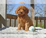 Puppy 0 Cocker Spaniel-Poodle (Miniature) Mix
