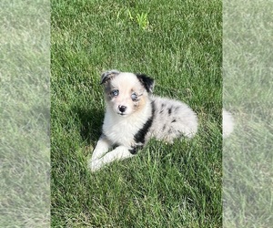 Australian Shepherd Puppy for Sale in LODA, Illinois USA