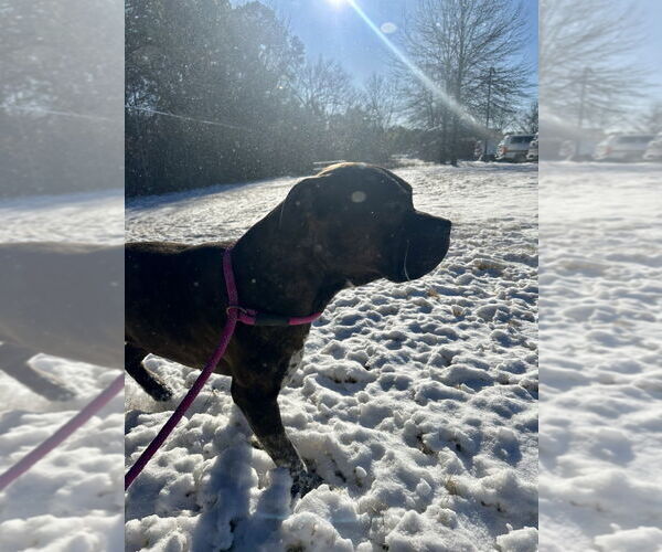 Medium Photo #4 Staffordshire Bull Terrier-Unknown Mix Puppy For Sale in Glen Allen, VA, USA