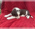 Small Photo #62 Borador Puppy For Sale in MARION, VA, USA