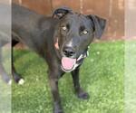 Small Photo #2 Labrador Retriever-Unknown Mix Puppy For Sale in San Diego, CA, USA