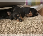 Small Photo #2 Dachshund Puppy For Sale in TERRELL, TX, USA