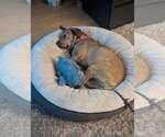Small #6 Labrador Retriever Mix