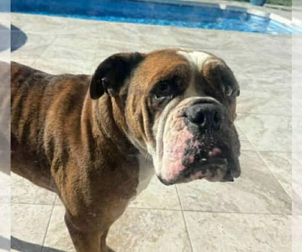 Medium Photo #8 Bull-Boxer Puppy For Sale in Princeton, MN, USA