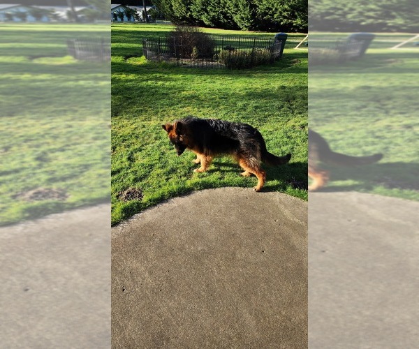 Medium Photo #5 German Shepherd Dog Puppy For Sale in LAKE STEVENS, WA, USA