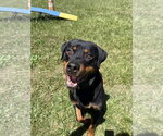 Small #2 Rottweiler