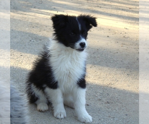 Medium Photo #7 Australian Shepherd Puppy For Sale in ACTON, CA, USA