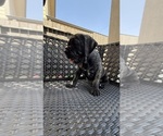 Small Photo #8 Cane Corso-Mastiff Mix Puppy For Sale in NEW CANEY, TX, USA