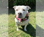 Small #17 American Pit Bull Terrier Mix