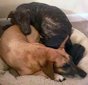 Medium Photo #3 Bull Terrier-Whippet Mix Puppy For Sale in JACKSONVILLE, FL, USA