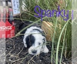 Small Photo #12 Sheepadoodle Puppy For Sale in INDIAHOMA, OK, USA