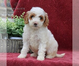 Goldendoodle (Miniature) Puppy for sale in EPHRATA, PA, USA