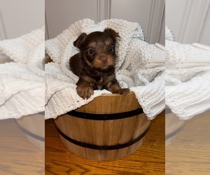 Yorkshire Terrier Puppy for sale in CARTHAGE, TN, USA