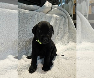 Medium Labrador Retriever