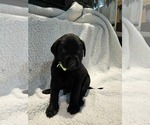 Puppy Lime Labrador Retriever