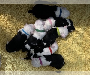 Old English Sheepdog Puppy for sale in WOODBURY, NJ, USA