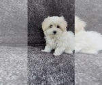 Small #1 Maltese