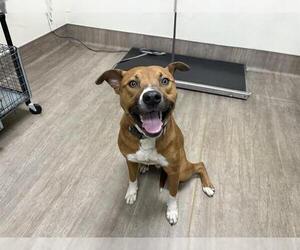 German Shepherd Dog-Unknown Mix Dogs for adoption in Pasadena, CA, USA