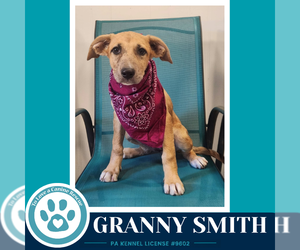 Mutt Dogs for adoption in Kimberton, PA, USA