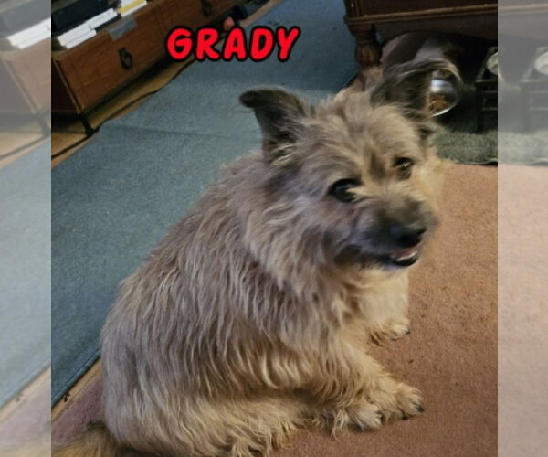 Medium Photo #2 Mutt Puppy For Sale in Rustburg, VA, USA