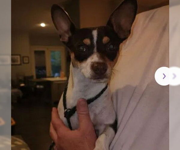 Medium Photo #1 Chihuahua Puppy For Sale in Tracy, CA, USA