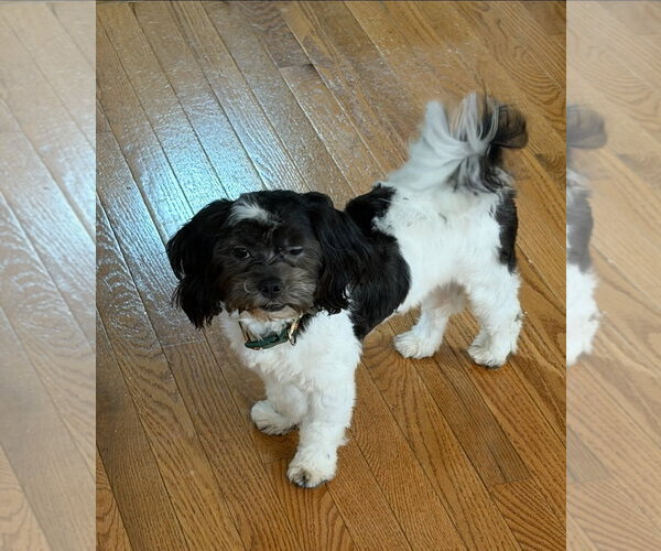 Medium Photo #2 Shih-Poo Puppy For Sale in Social Circle, GA, USA