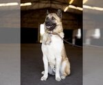 Small #6 Akita-German Shepherd Dog Mix
