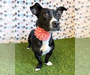American Pit Bull Terrier-Dachshund Mix Dogs for adoption in Corona, CA, USA