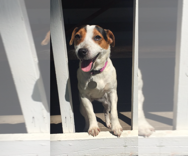 Medium Photo #1 Pug Puppy For Sale in LOOMIS, CA, USA