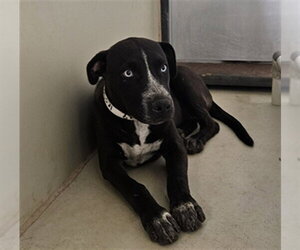 Mutt Dogs for adoption in Bakersfield, CA, USA