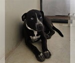 *MEL - Female Mutt Dog for Adoption - Small photo