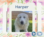 Small #7 Great Pyrenees