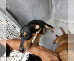 Chihuahua-Unknown Mix Dogs for adoption in San Antonio, TX, USA