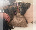 Small #1 American Pit Bull Terrier Mix