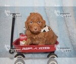 Small Photo #9 Aussiedoodle-Poodle (Toy) Mix Puppy For Sale in SANGER, TX, USA