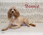 Small Photo #1 Cavapoo (Miniature) Puppy For Sale in DENVER, PA, USA