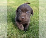 Small Photo #43 Labrador Retriever Puppy For Sale in FREDERICKSBG, OH, USA