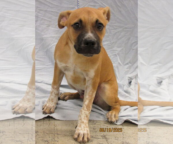 Medium Photo #6 Mutt Puppy For Sale in Conroe, TX, USA