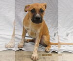 Small #5 Mutt
